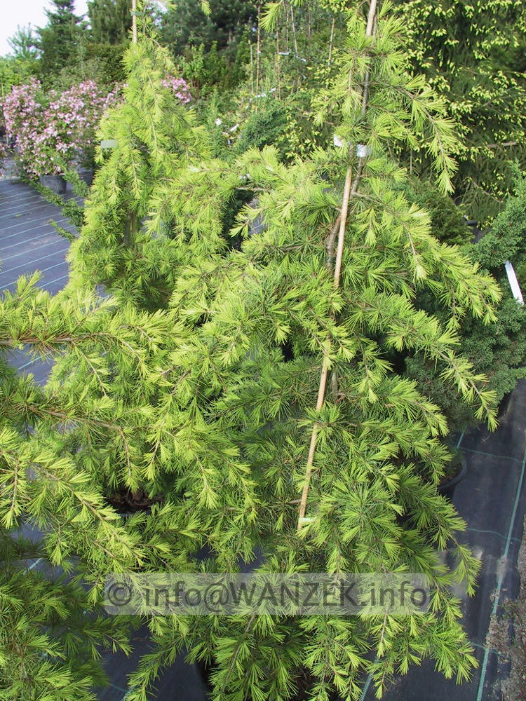 Cedrus deodara Golden Horizon - Austrieb 1.jpg